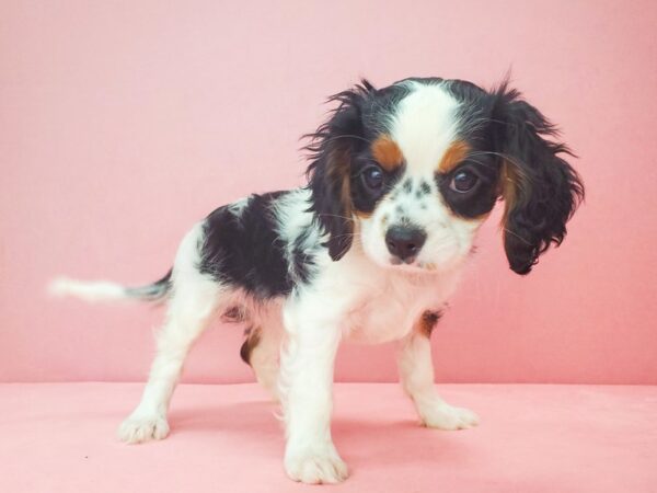 Cavalier King Charles Spaniel-DOG-Female-Black White / Tan-21854-Petland Scottsdale, Arizona