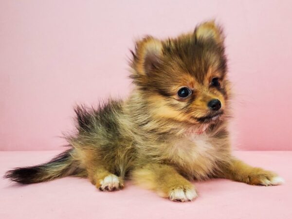 Pomeranian-DOG-Female-Red Sable-21857-Petland Scottsdale, Arizona