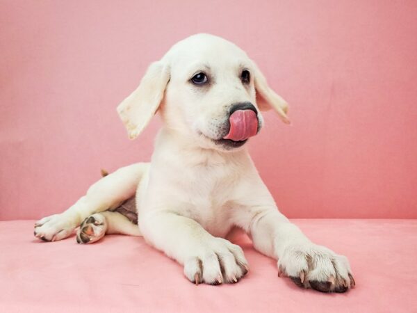 Labrador Retriever-DOG-Male-WHITE-21873-Petland Scottsdale, Arizona