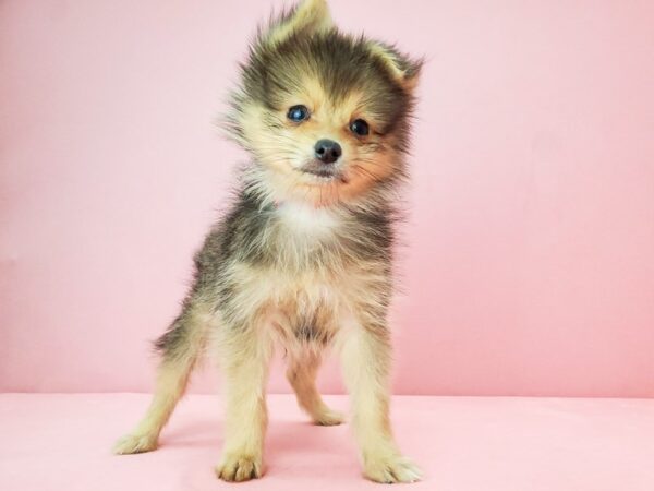 Pomeranian-DOG-Male-Red Sable-21858-Petland Scottsdale, Arizona