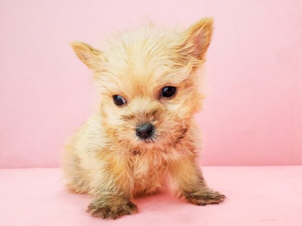 Cairn Terrier-DOG-Female-Wheaten-21853-Petland Scottsdale, Arizona