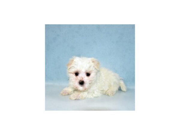 Maltese-DOG-Female-White-21878-Petland Scottsdale, Arizona