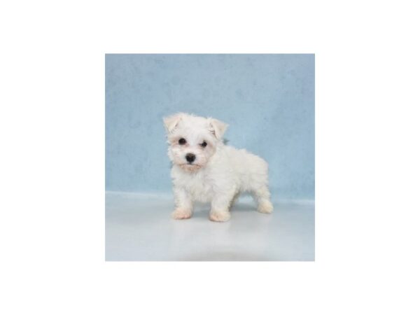Maltese-DOG-Female-White-21879-Petland Scottsdale, Arizona
