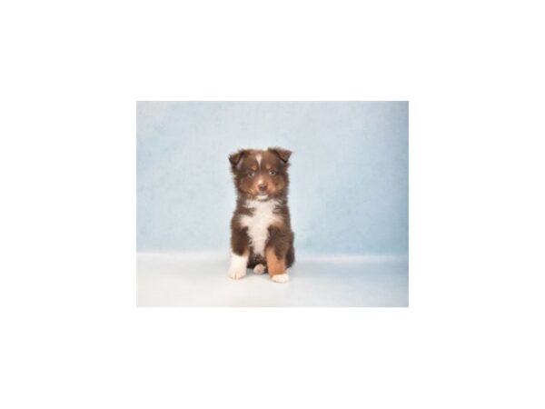 Miniature Australian Shepherd-DOG-Male-Red and White-21885-Petland Scottsdale, Arizona