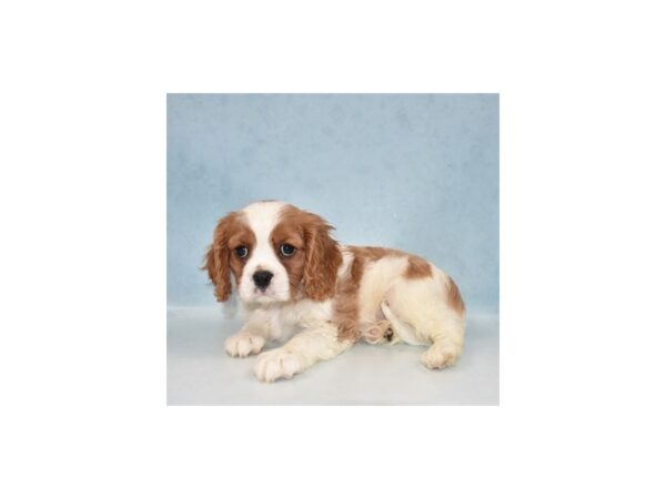 Cavalier King Charles Spaniel-DOG-Male-Blenheim-21876-Petland Scottsdale, Arizona