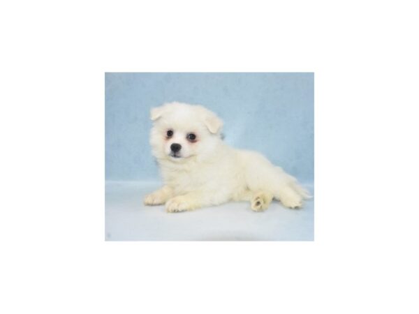 American Eskimo Dog DOG Male White 21874 Petland Scottsdale, Arizona
