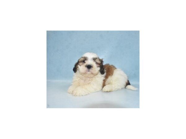 Shih Tzu-DOG-Male-Gold and White-21883-Petland Scottsdale, Arizona