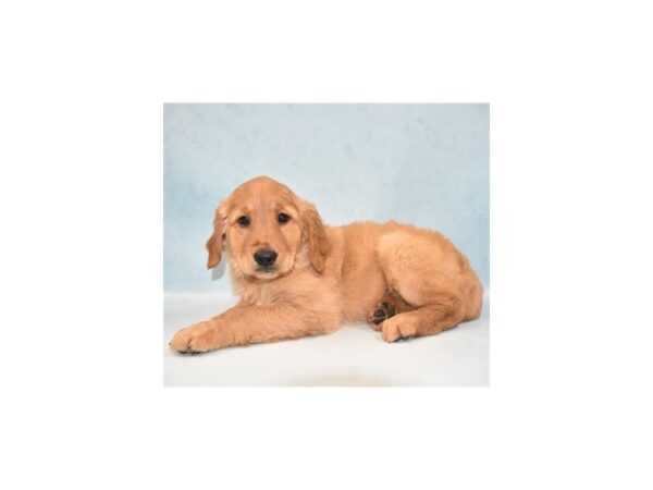 Golden Retriever-DOG-Female-Dark Golden-21877-Petland Scottsdale, Arizona