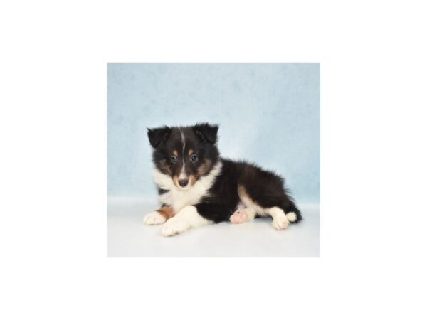 Shetland Sheepdog-DOG-Male-Black White and Tan-21880-Petland Scottsdale, Arizona