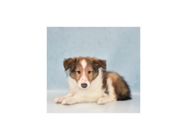 Shetland Sheepdog-DOG-Male-Sable and White-21881-Petland Scottsdale, Arizona