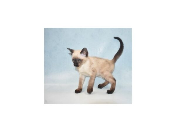 Siamese-CAT-Female-Chocolate Point-21884-Petland Scottsdale, Arizona