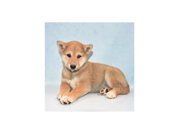 Shiba Inu-DOG-Female-Red-21882-Petland Scottsdale, Arizona