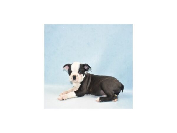 Boston Terrier-DOG-Male-Black Brindle and White-21875-Petland Scottsdale, Arizona