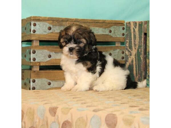 Havanese/Shih Tzu-DOG-Female-White / Gold-21894-Petland Scottsdale, Arizona