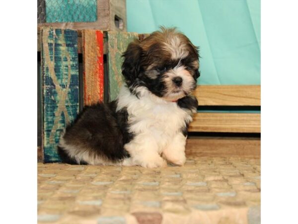 Havanese/Shih Tzu-DOG-Female-White / Gold-21895-Petland Scottsdale, Arizona