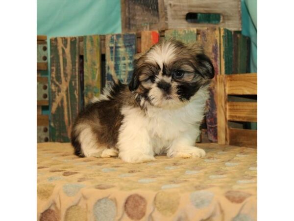 Shih Tzu-DOG-Male-White / Gold-21891-Petland Scottsdale, Arizona