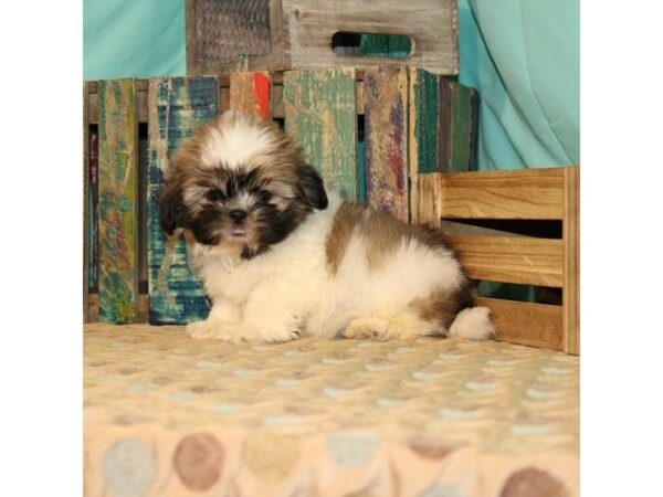 Shih Tzu-DOG-Male-White / Gold-21890-Petland Scottsdale, Arizona