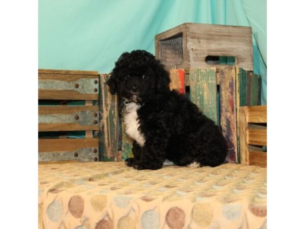Poodle/Shih Tzu-DOG-Female-Black-21897-Petland Scottsdale, Arizona
