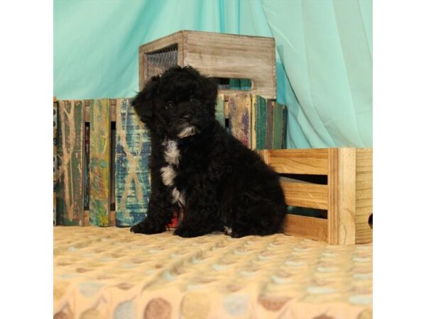 Poodle/Shih Tzu-DOG-Female-Black-21898-Petland Scottsdale, Arizona