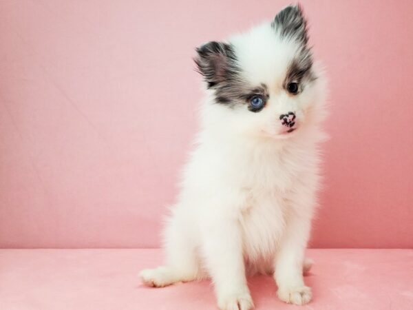 Pomeranian-DOG-Male-White / Blue Merle-21889-Petland Scottsdale, Arizona