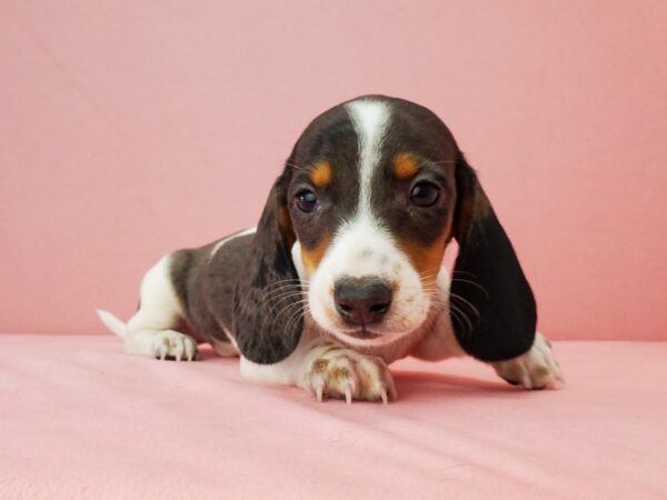 Dachshund-DOG-Male-Black / Tan-21886-Petland Scottsdale, Arizona