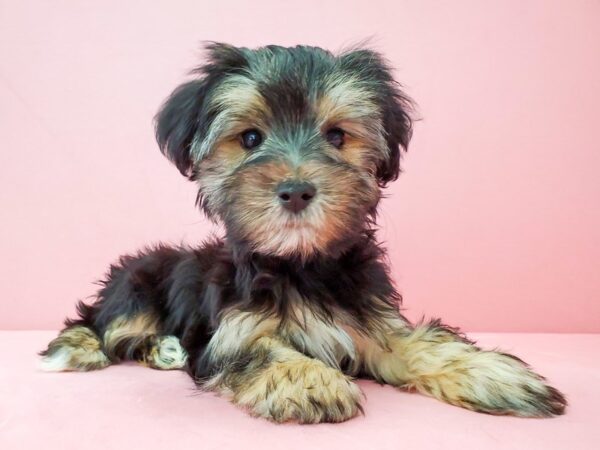 Maltese/Yorkshire Terrier-DOG-Male-Black / Tan-21896-Petland Scottsdale, Arizona