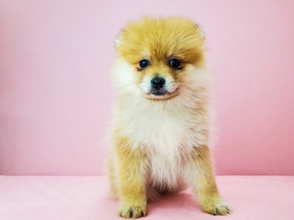 Pomeranian-DOG-Female-Orange-21888-Petland Scottsdale, Arizona