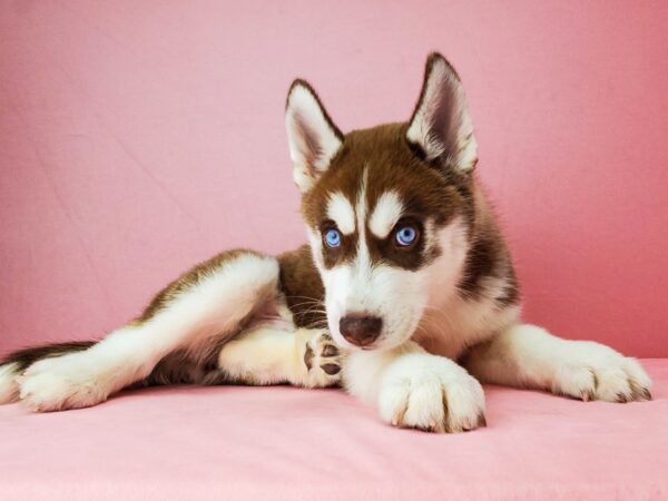 Siberian Husky-DOG-Male-Red / White-21892-Petland Scottsdale, Arizona