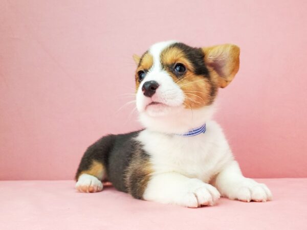 Pembroke Welsh Corgi-DOG-Male-Black White / Tan-21887-Petland Scottsdale, Arizona