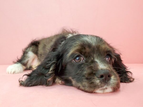 Cavalier King Charles Spaniel/Cocker Spaniel-DOG-Female-Blue Roan-21893-Petland Scottsdale, Arizona