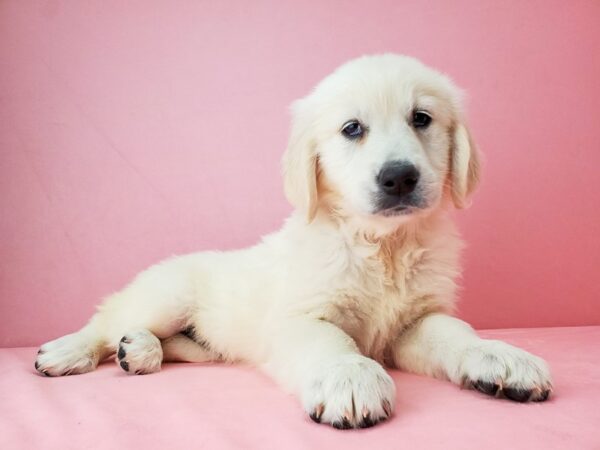 Golden Retriever-DOG-Female-GOLDEN-21900-Petland Scottsdale, Arizona