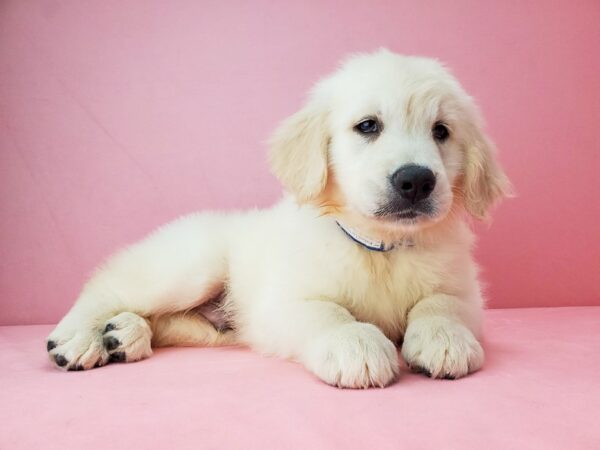 Golden Retriever-DOG-Male-GOLDEN-21901-Petland Scottsdale, Arizona