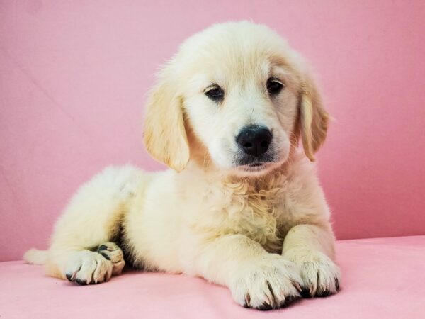 Golden Retriever-DOG-Female-Golden-21899-Petland Scottsdale, Arizona