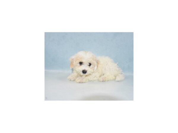 Bichon Frise-DOG-Female-White-21908-Petland Scottsdale, Arizona