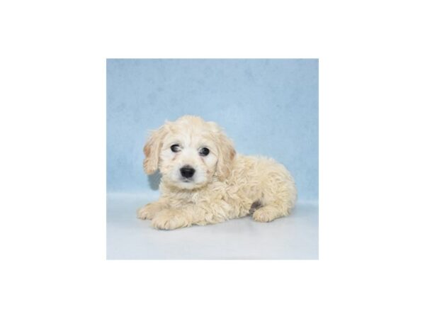 Bichon Frise/Cocker Spaniel-DOG-Male-Buff-21910-Petland Scottsdale, Arizona