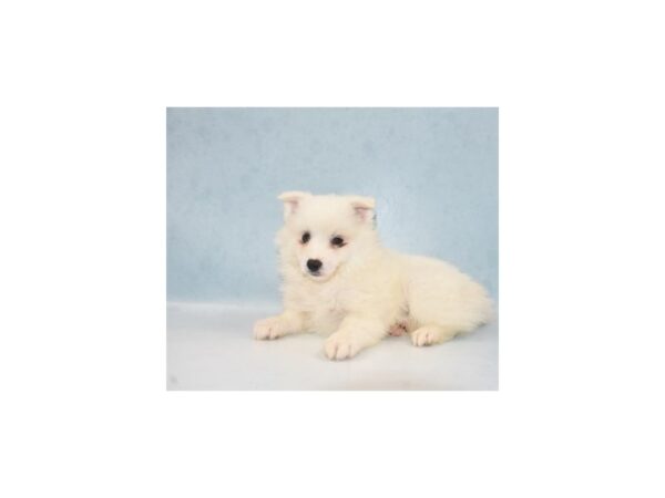 American Eskimo-DOG-Male-White-21906-Petland Scottsdale, Arizona