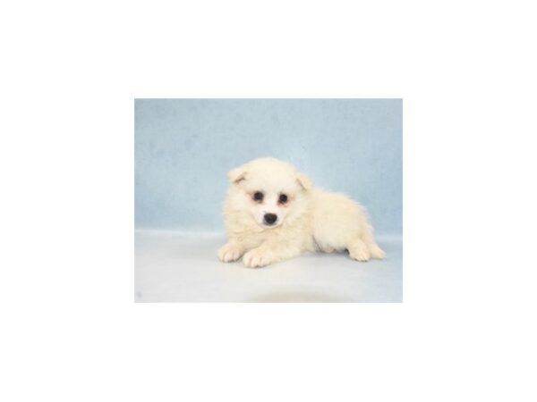American Eskimo-DOG-Male-White-21907-Petland Scottsdale, Arizona
