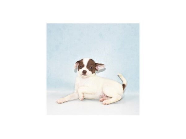 Chihuahua-DOG-Male-Chocolate and White-21909-Petland Scottsdale, Arizona