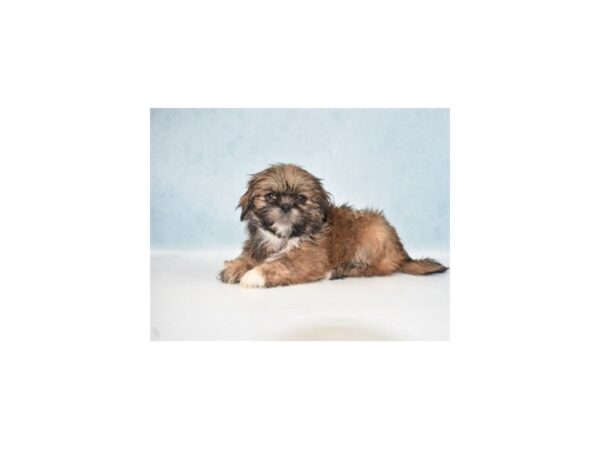 Lhasa Apso-DOG-Male-Golden-21911-Petland Scottsdale, Arizona