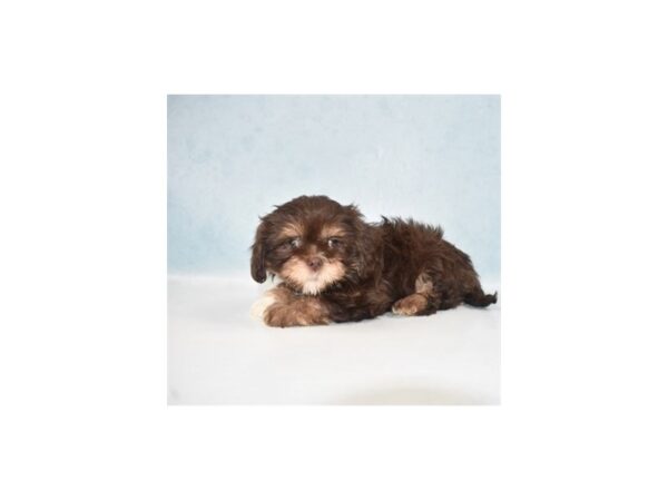 Lhasa Apso-DOG-Female-Brown-21912-Petland Scottsdale, Arizona