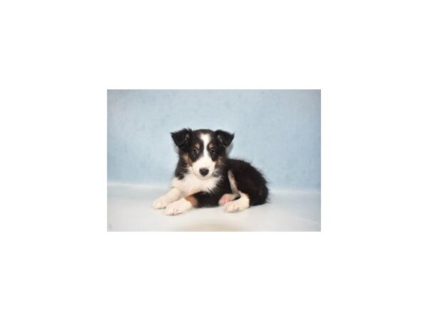 Shetland Sheepdog-DOG-Female-Black White and Tan-21902-Petland Scottsdale, Arizona