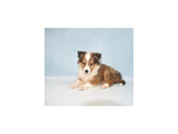 Shetland Sheepdog-DOG-Male-Sable and White-21903-Petland Scottsdale, Arizona