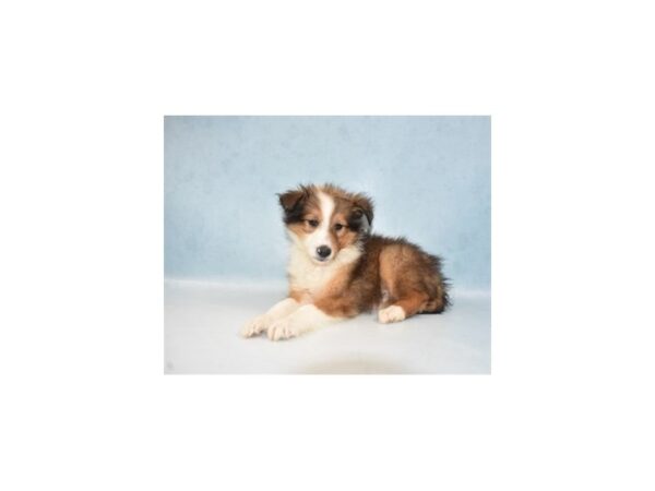 Shetland Sheepdog-DOG-Male-Sable and White-21904-Petland Scottsdale, Arizona
