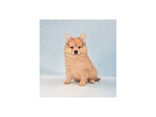 Pomeranian-DOG-Male-Orange-21905-Petland Scottsdale, Arizona