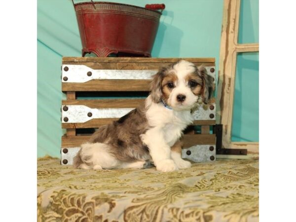 Cavalier King Charles Spaniel/Poodle-DOG-Female-White / Blue Merle-21930-Petland Scottsdale, Arizona