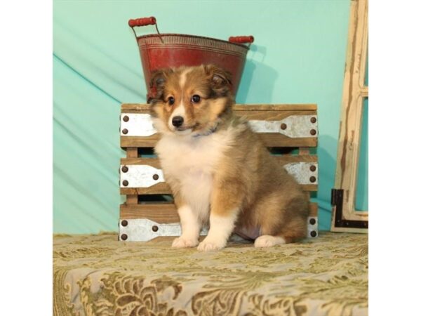 Shetland Sheepdog-DOG-Female-Sable / White-21913-Petland Scottsdale, Arizona