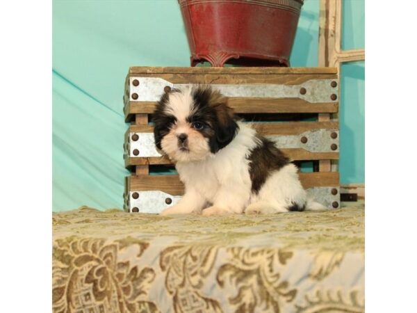 Shih Tzu-DOG-Male-White / Gold-21914-Petland Scottsdale, Arizona