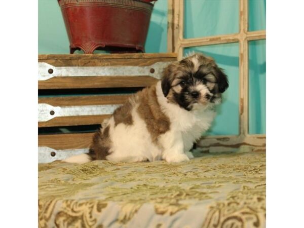 Bichon Frise/Shih Tzu-DOG-Male-White / Gold-21931-Petland Scottsdale, Arizona