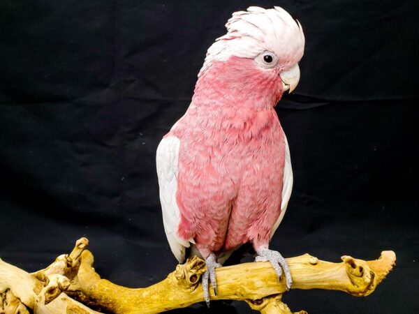Rose Breasted Cockatoo-BIRD-Male-Gray-21933-Petland Scottsdale, Arizona