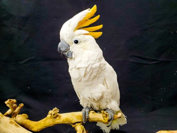 Umbrella Cockatoo/Crossbred-BIRD-Male-White-21934-Petland Scottsdale, Arizona
